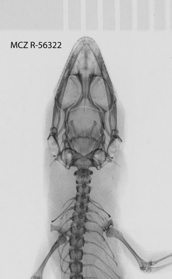 Media type: image;   Herpetology R-56322